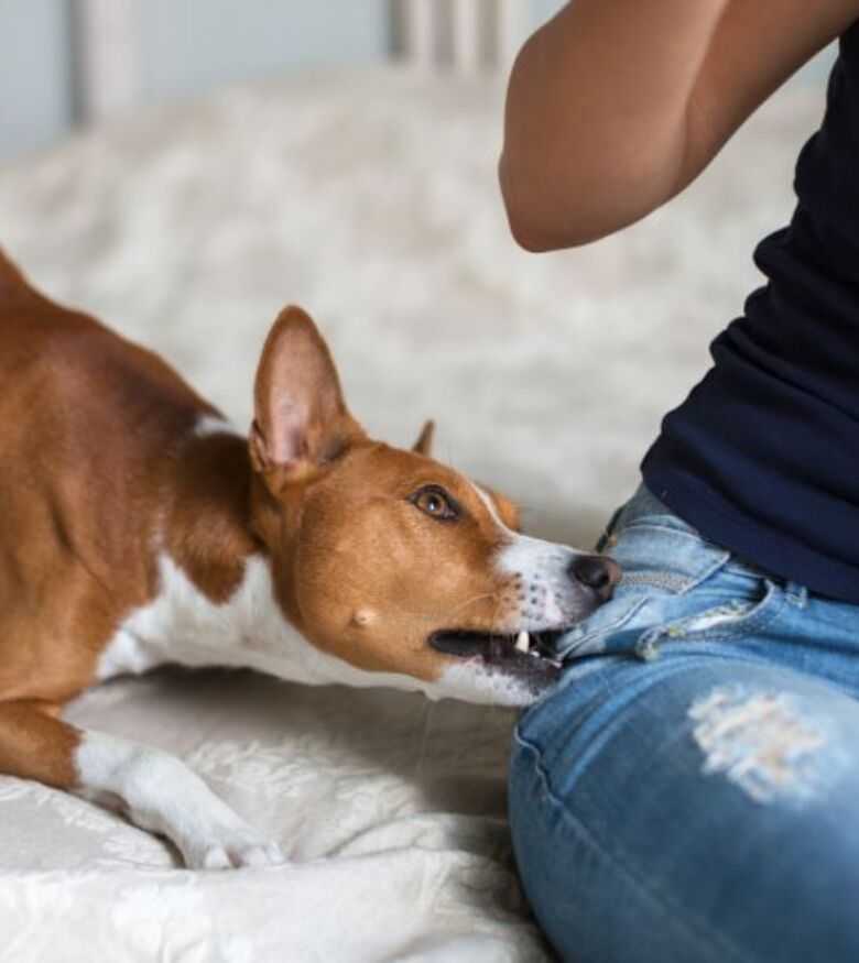How to Find the Best Dog Bite Attorney in Philadelphia - dog biting man's jeans