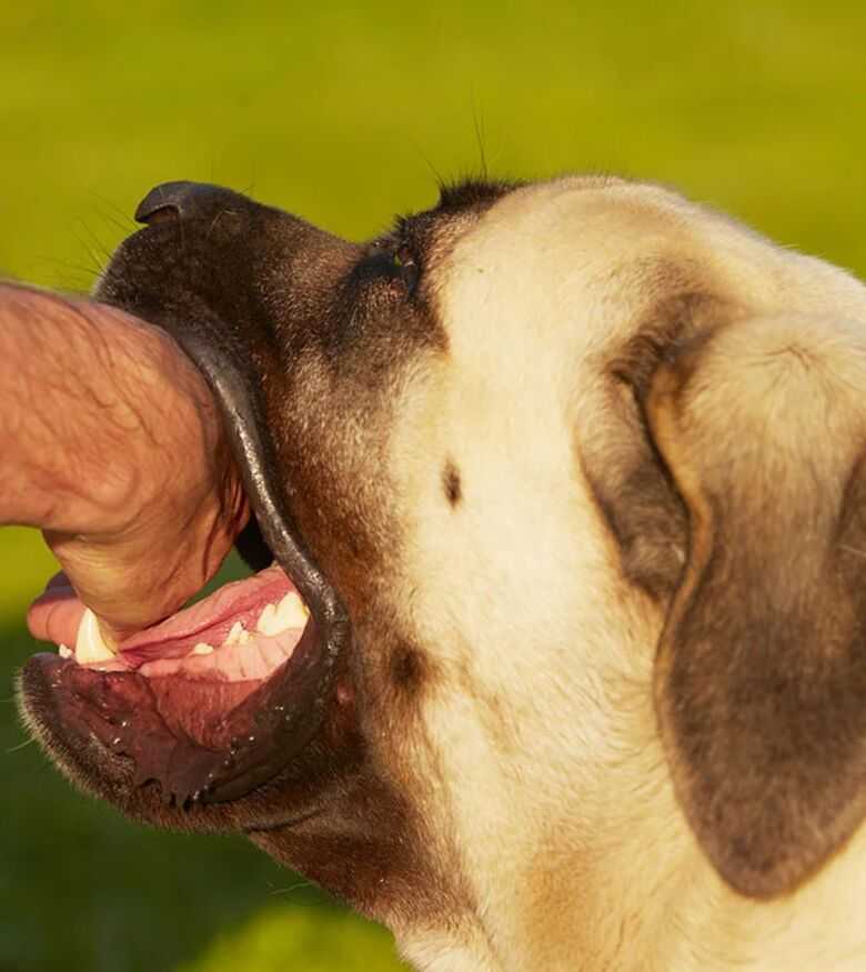 Pensacola Dog Bite Lawyers - dog biting human hand