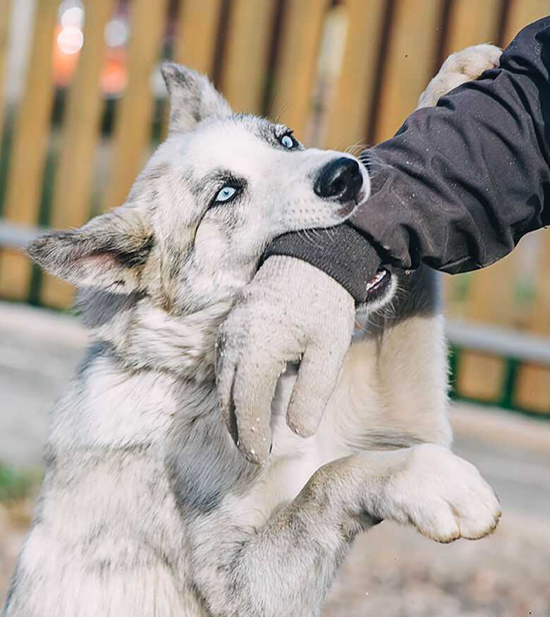 Kissimmee Dog Bite Attorneys - Dog Biting Mans Wrist
