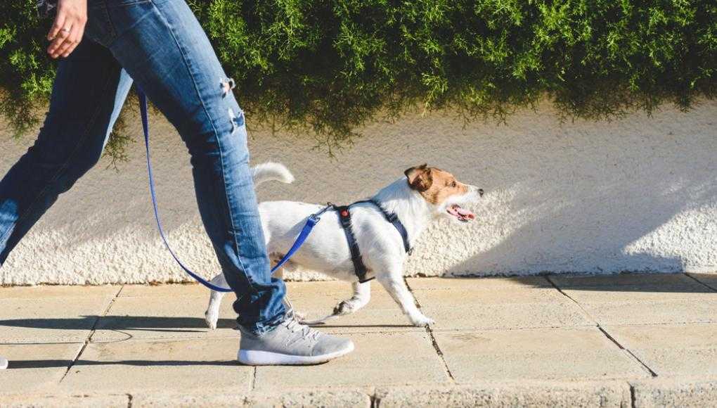walking with the dog on sidewalk