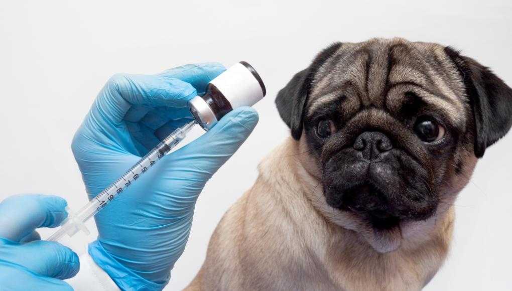 Dog getting medicine