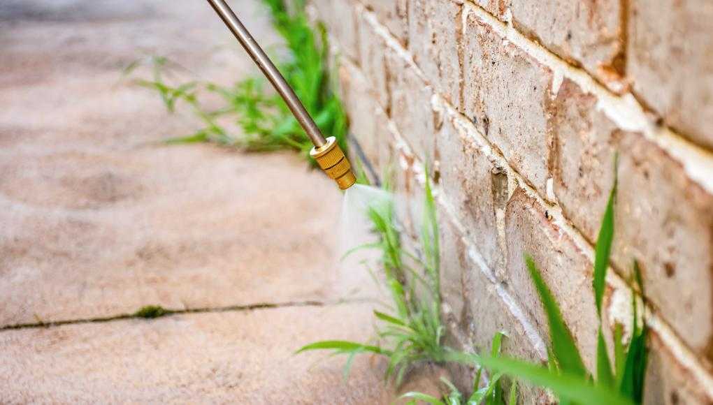 Weeds being sprayed with weed killer