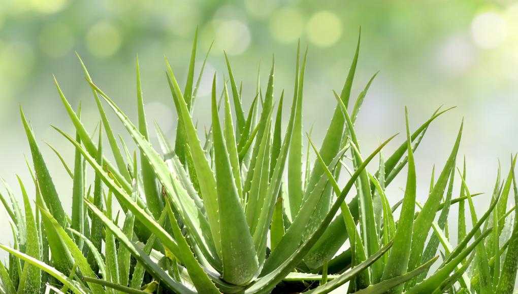 Aloe vera plant