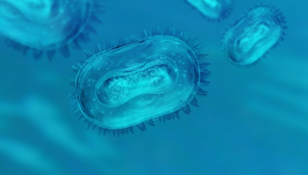 Bacteria