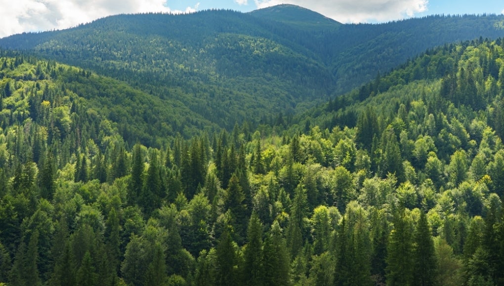 Forest