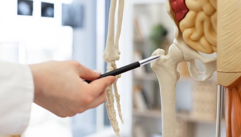 medical lab professional inspecting anatomical model 