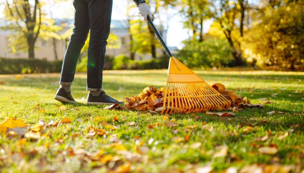 A person uses a yellow rake to gather fallen leaves in a park, surrounded by vibrant autumn foliage. Working with a fan rake in an orchard. Lawn and orchard care in autumn on a sunny day.