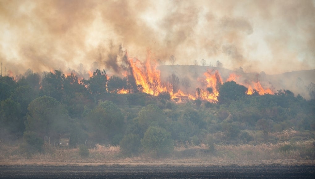 Wildfire