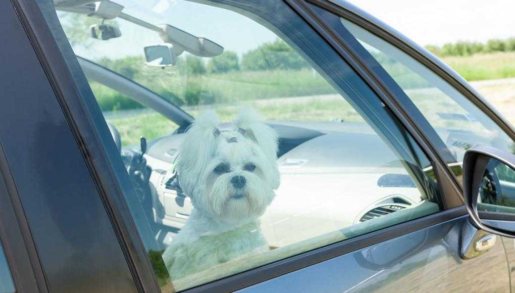 pet in hot car