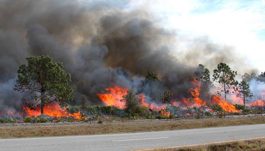 How Can St. Petersburg Residents Protect Their Property During Wildfire Season? - Hurricane