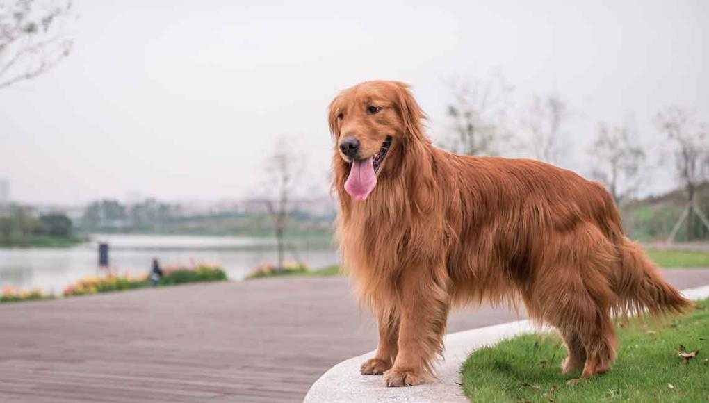 golden retriever 