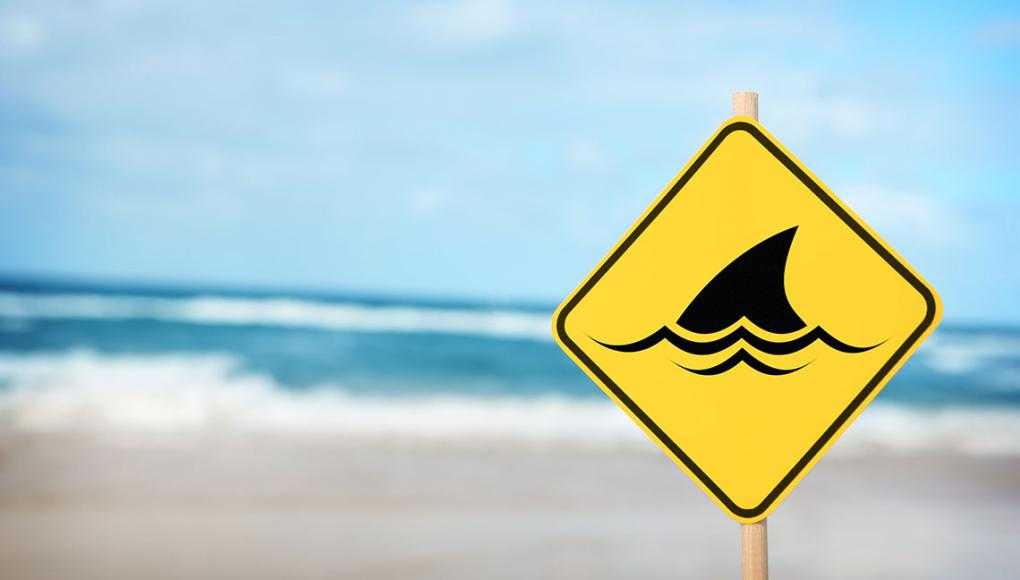 Shark Attack Myths
