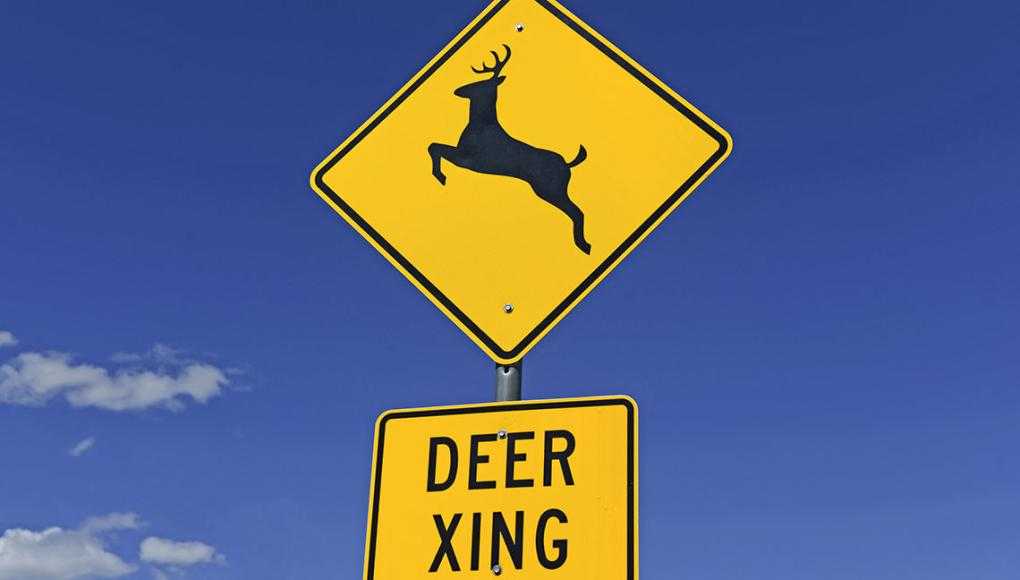 Memphis Drivers: How To Avoid Hitting A Deer In the Roadway - Avoid Hitting A Deer Signage