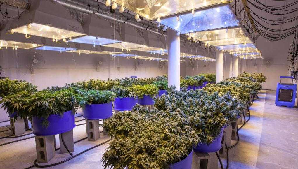 marijuana business insurance protection