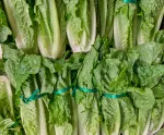 rows of lettuce