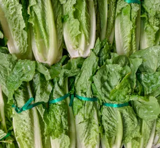 rows of lettuce