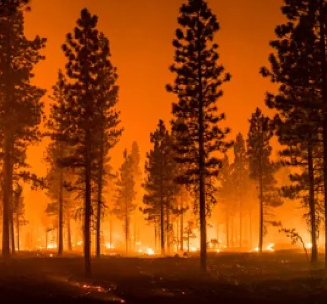 Representation for Victims of the Lahaina Wildfires - wildfire in maui