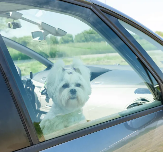 pet in hot car