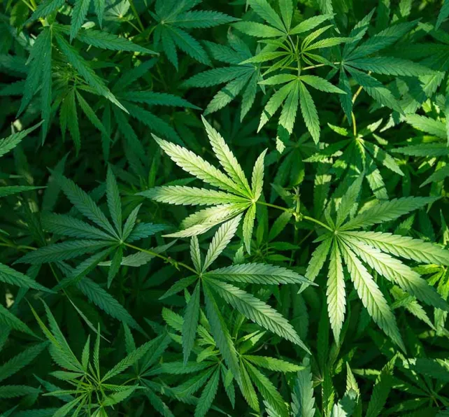 Pennsylvania Medical Marijuana Law Could Help Curb Drug Abuse - Marijuana plants