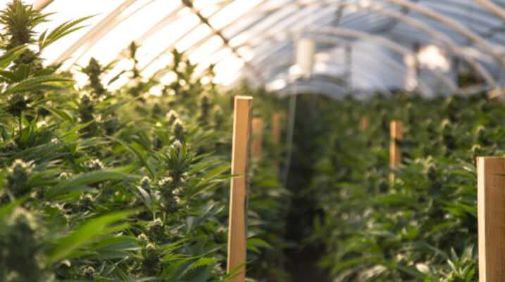 Medical Marijuana is Growing in Sarasota - Marijuana Nursery
