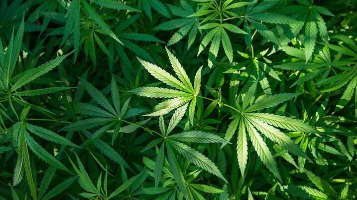 Pennsylvania Medical Marijuana Law Could Help Curb Drug Abuse - Marijuana plants