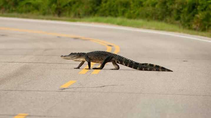 From Reptiles to Weather and More: Driving in Tampa Can Be an Odd Experience Sometimes - A reptile moving along the center of the highway. 