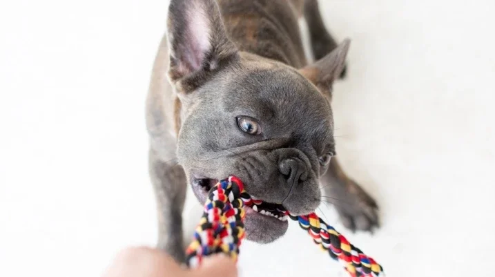 dog biting his toy