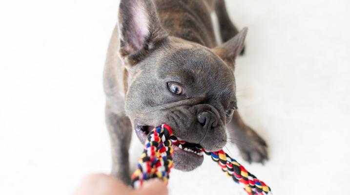 dog biting his toy