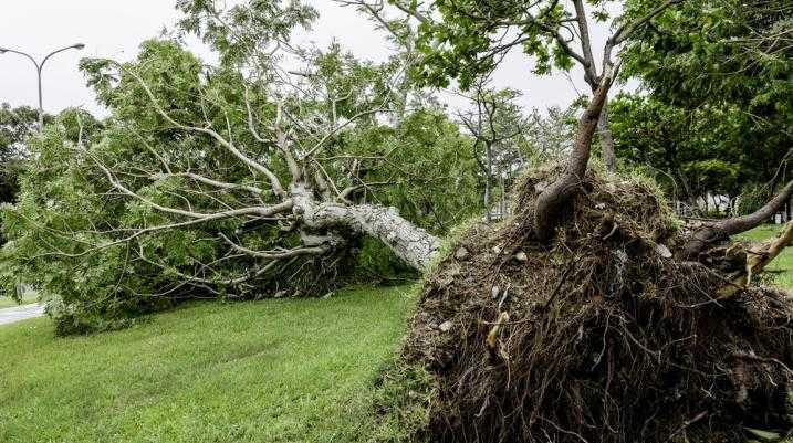tree falling