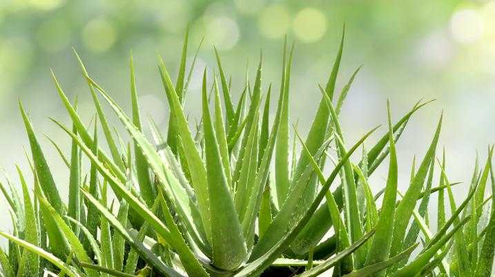 Aloe vera plant