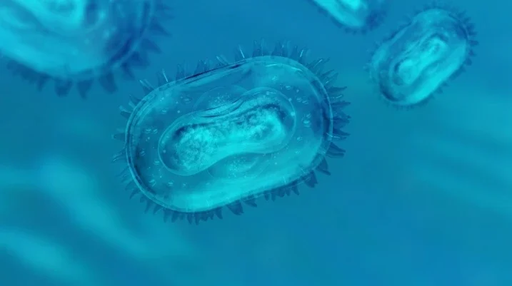 Bacteria