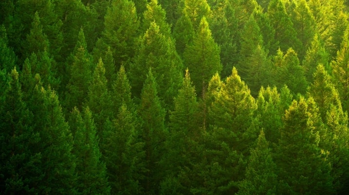 Trees
