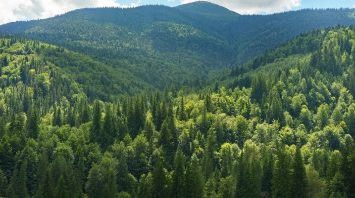 Forest