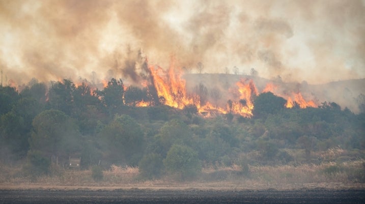 Wildfire