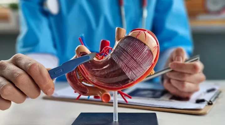 Surgeon held scalpel over anatomical model of human stomach