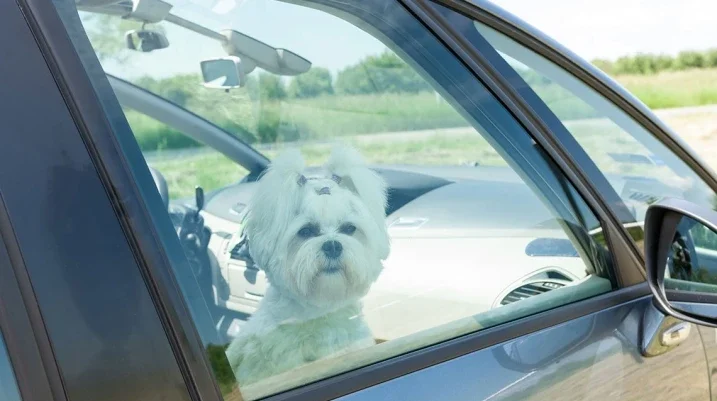 pet in hot car