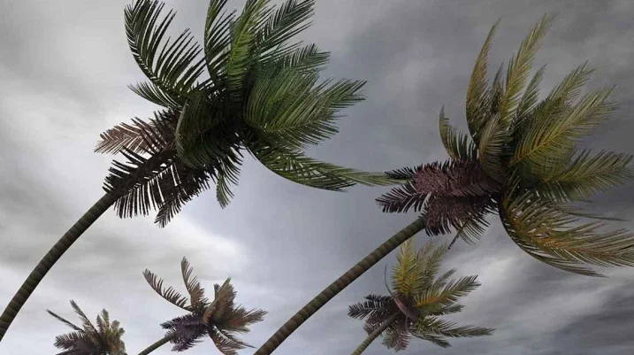 St. Augustine Storm Safety Tips: How to Be Prepared for Tropical Depression 9 - A tree swaying in the wind during a storm