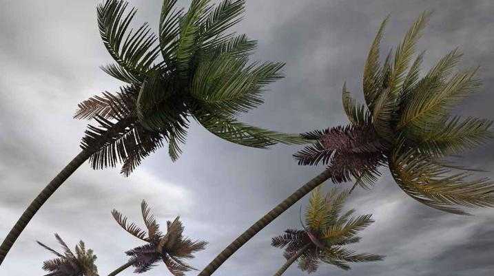 St. Augustine Storm Safety Tips: How to Be Prepared for Tropical Depression 9 - A tree swaying in the wind during a storm