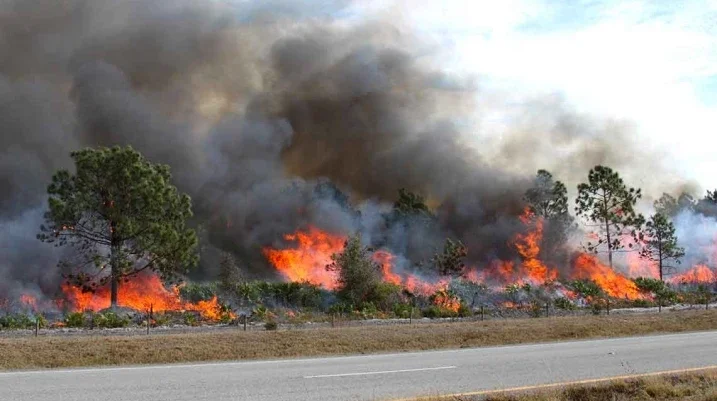 How Can St. Petersburg Residents Protect Their Property During Wildfire Season? - Hurricane