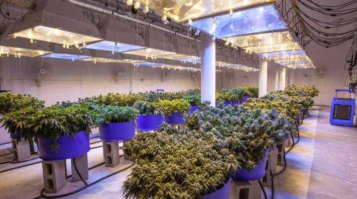 marijuana business insurance protection