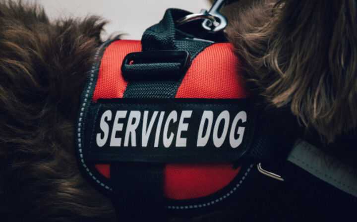 Can I Sue for Minor Dog Bite - service dog