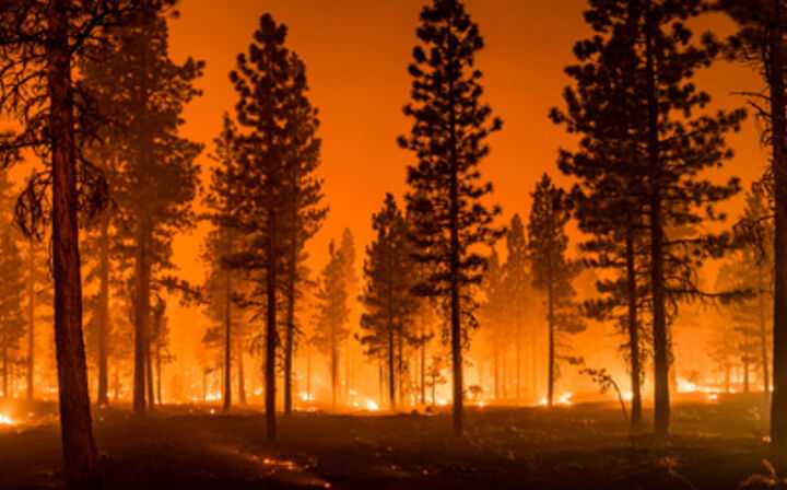 What Is the Wildfire Personal Belonging Claims Process - wildfire