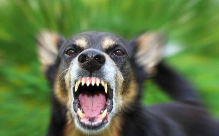 What is the Average Dog Bite Settlement - angry dog