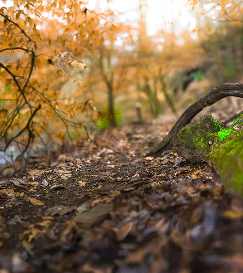 Autumn woodland in Sandy Springs, serene and secure, much like the service from local personal injury lawyers.