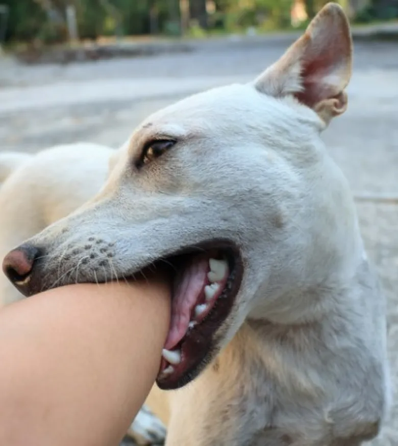 Dog Bite Attorneys in Palm Harbor, FL