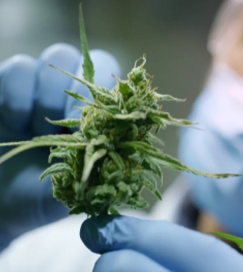 Is Pot Legal in Texas in 2023? 