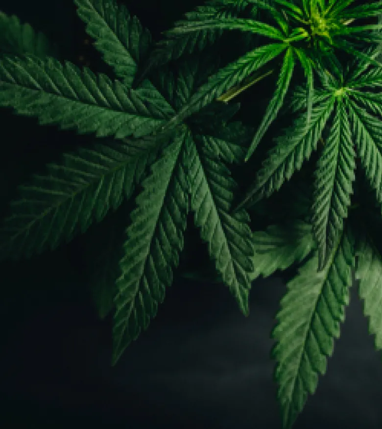 Will Weed Ever Be Legal in Florida?