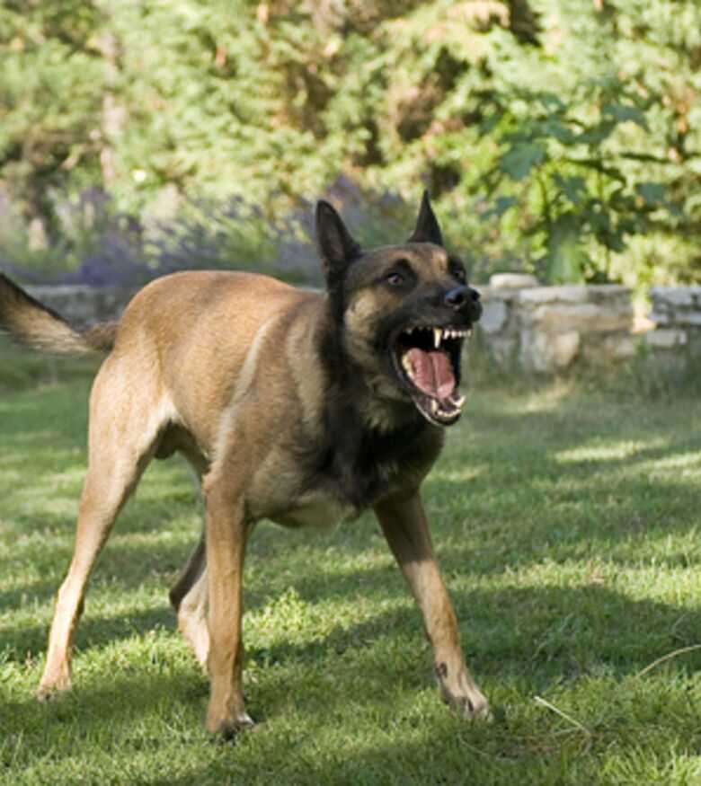A large, aggressive dog baring its teeth in a park, highlighting the need for a Dog Bite Attorney in The Bronx.