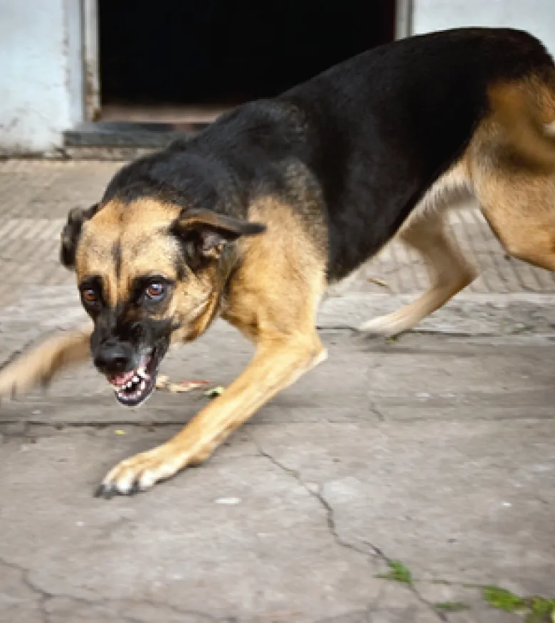 Aggressive dog baring teeth. In need of a Dog Bite Attorney in Gainesville? Contact us for legal assistance.