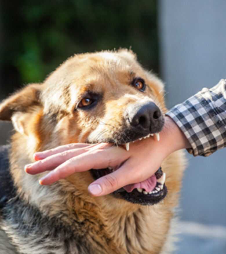 An aggressive dog bites a man's hand, highlighting the need for a Dog Bite Attorney in Indianapolis.